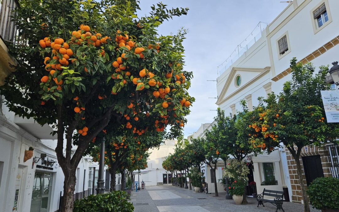 Andalucia’s Bitter Oranges: From Ancient Traditions to Delicious Treats.