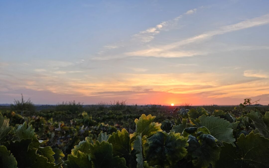 Wineries in Cádiz: A Taste of Tradition and Innovation