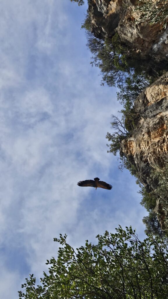 Red Kite playing with the wind