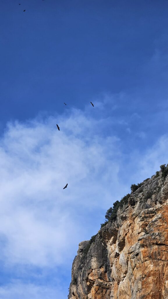 Red kite souring through the sky
