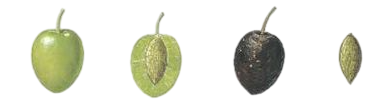 olive maturity green to black