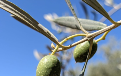 Olives in Andalucía: A little knowledge