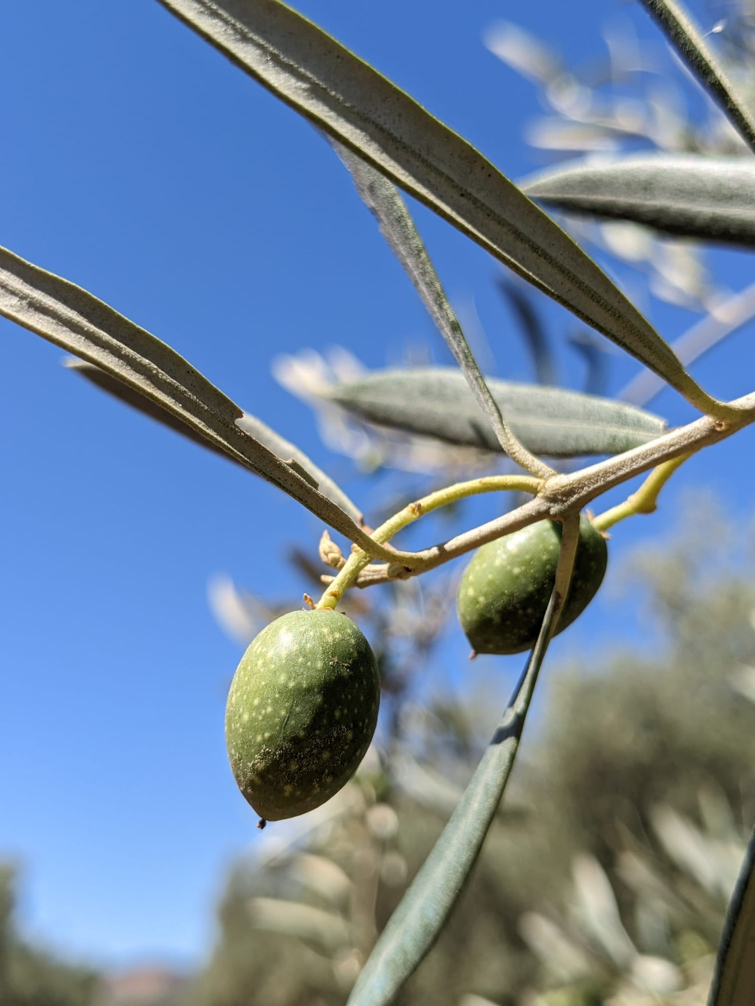 Fruit of olive on tree